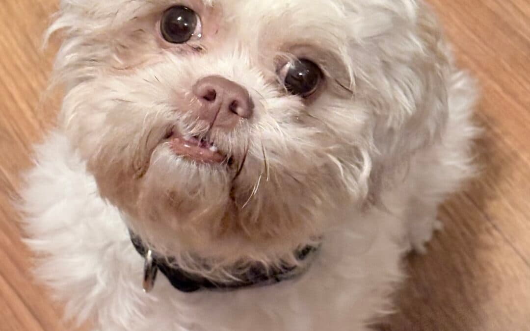 GINGER - Shih Tzu mixed available for adoption in Calgary