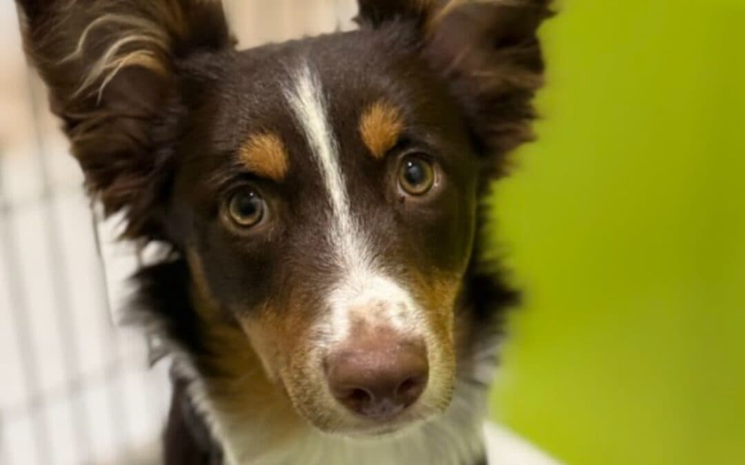 BEAN - Australian Shepherd Mixed available for adoption in Calgary