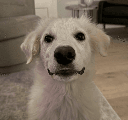 CHANDLER - Maremma Sheepdog Mix available for adoption in Calgary