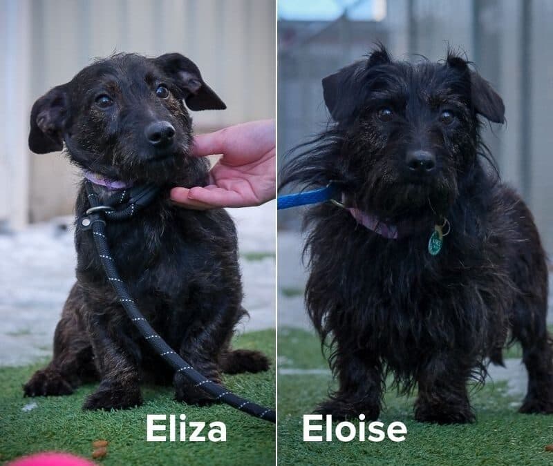 ELIZA - Standard Wire Haired Dachshund Mixed available for adoption in Calgary