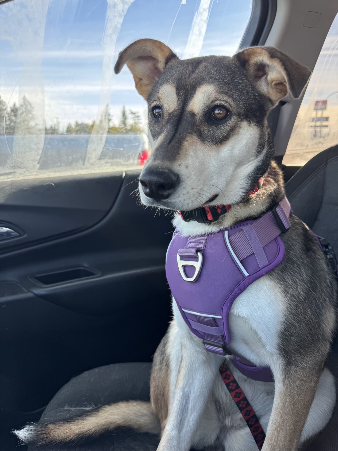 Brownie - Husky Mix available for adoption in Calgary