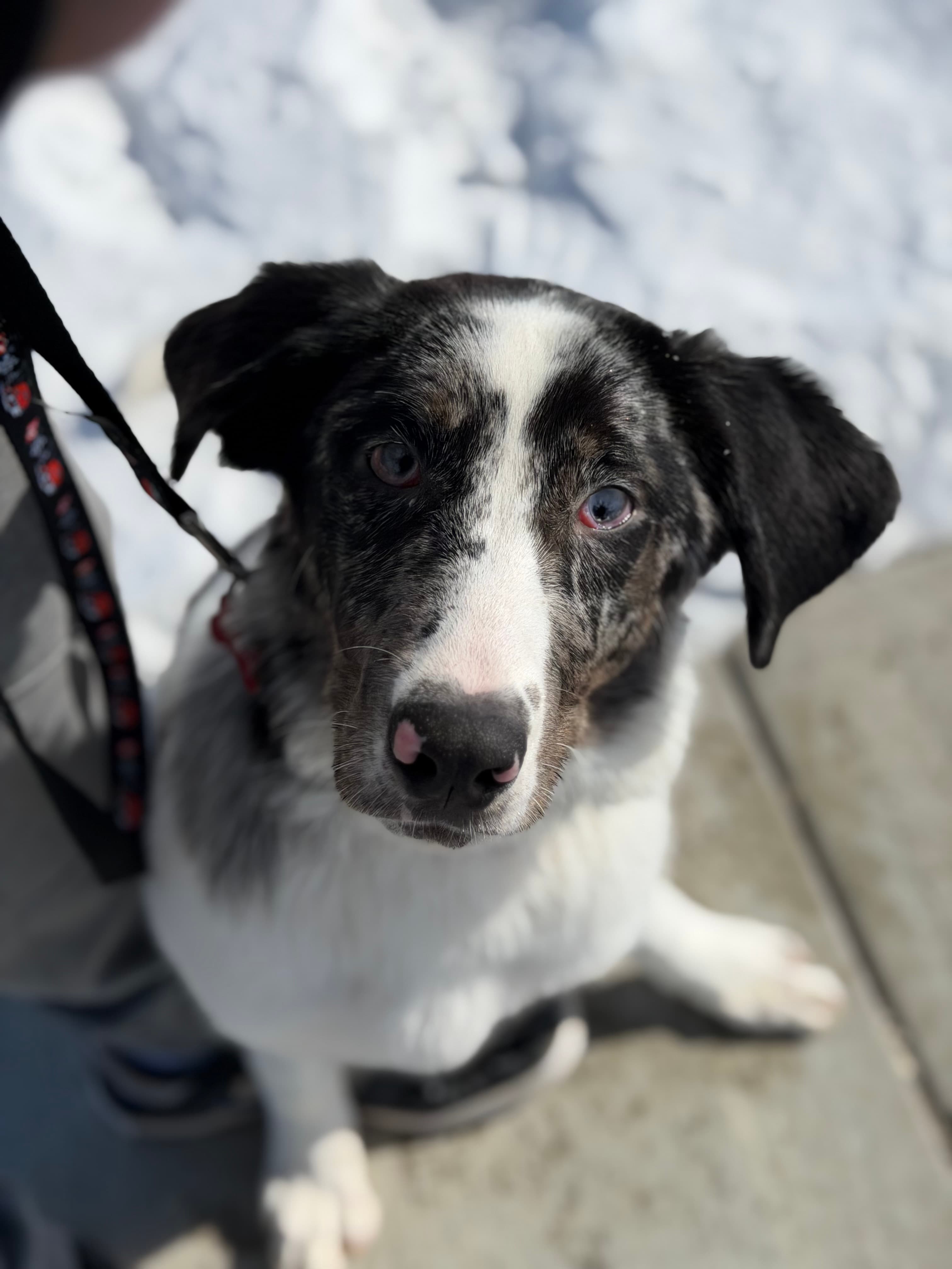 Dr. Hooves - Collie/Shepherd Mix available for adoption in Calgary