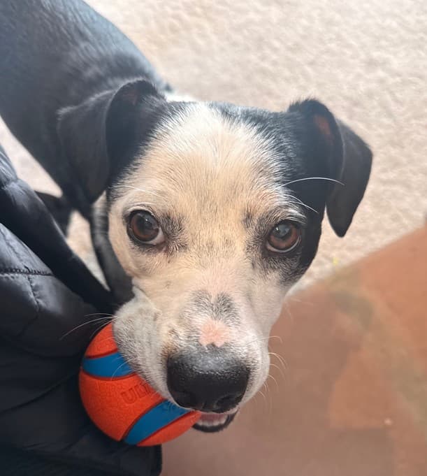 He-Man - Pit Bull Terrier/Beagle Mix available for adoption in Calgary