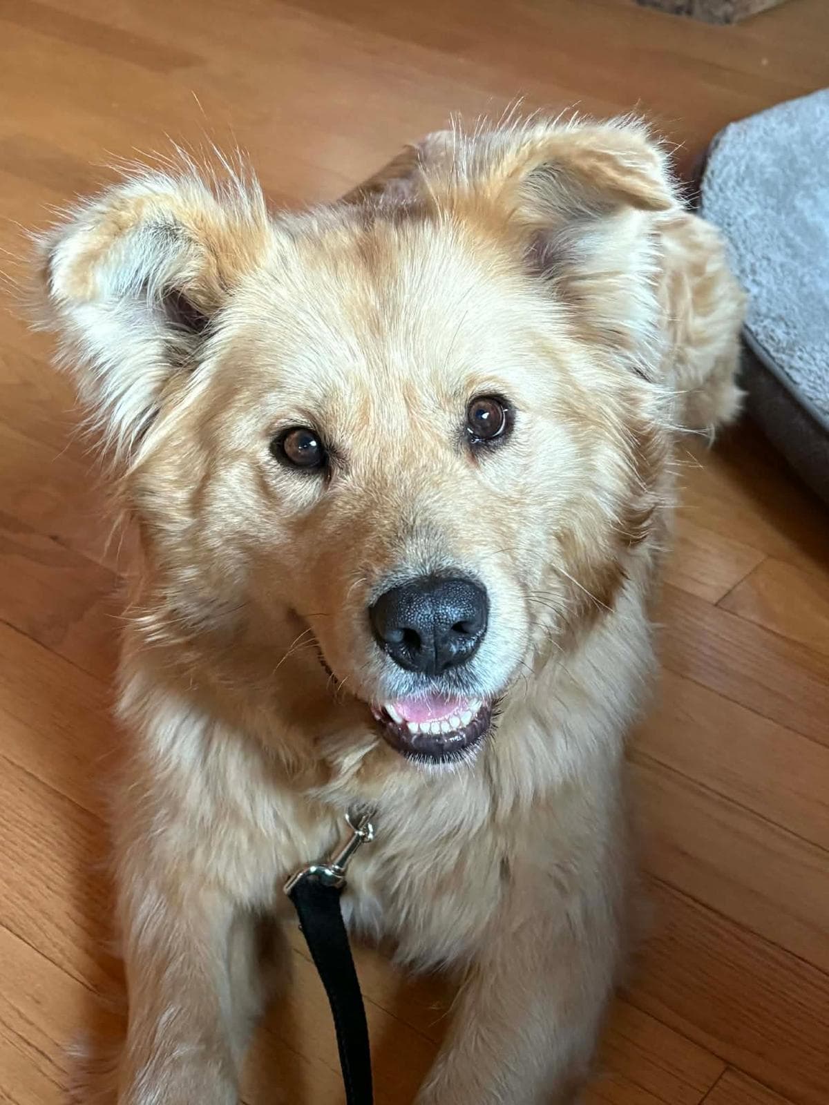 Lyric - Retriever/Shepherd Mix available for adoption in Calgary