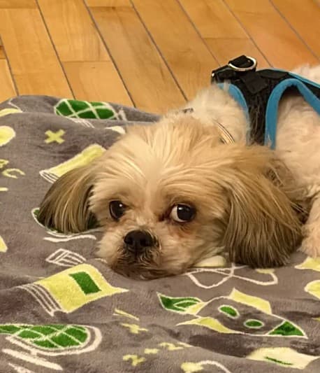 Skeletor - Shih Tzu Mix available for adoption in Calgary