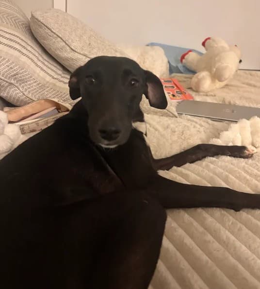 Chaplin - Lab Mix available for adoption in Calgary