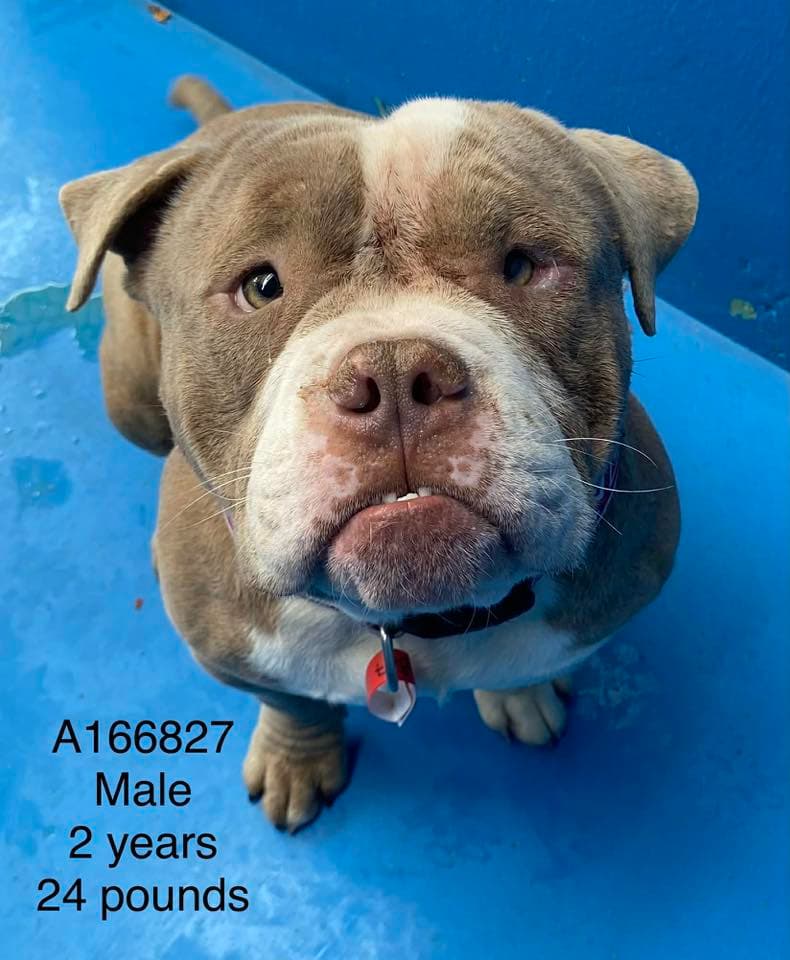 Butch - English Bulldog Mix available for adoption in Calgary