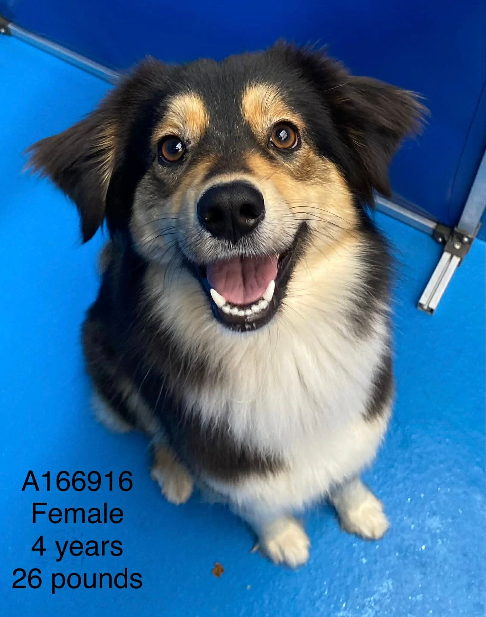 Bluebell - Border Collie Mix available for adoption in Calgary