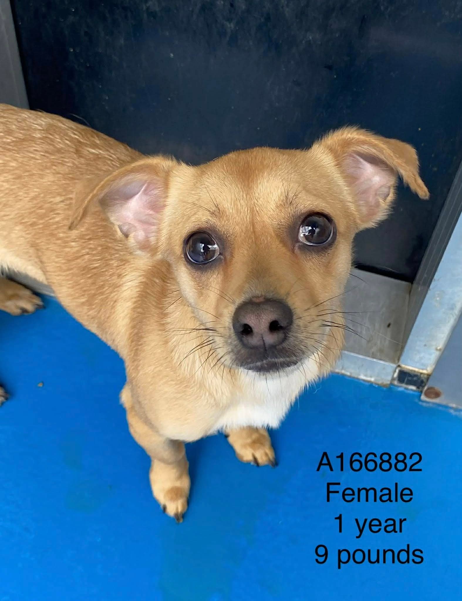 Bling - Chihuahua Mix available for adoption in Calgary