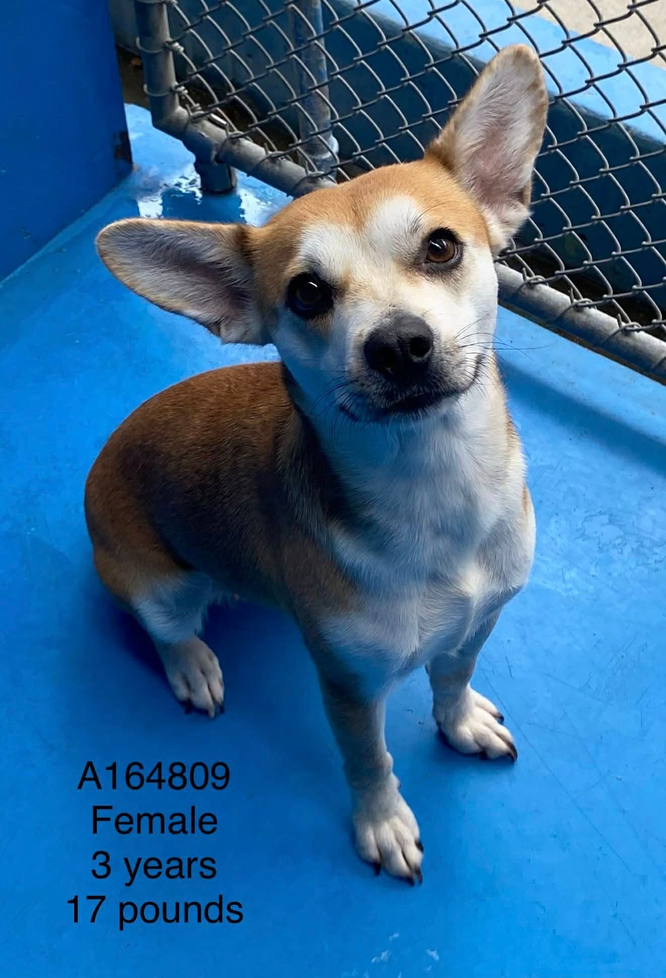 Indigo - Chihuahua Mix available for adoption in Calgary