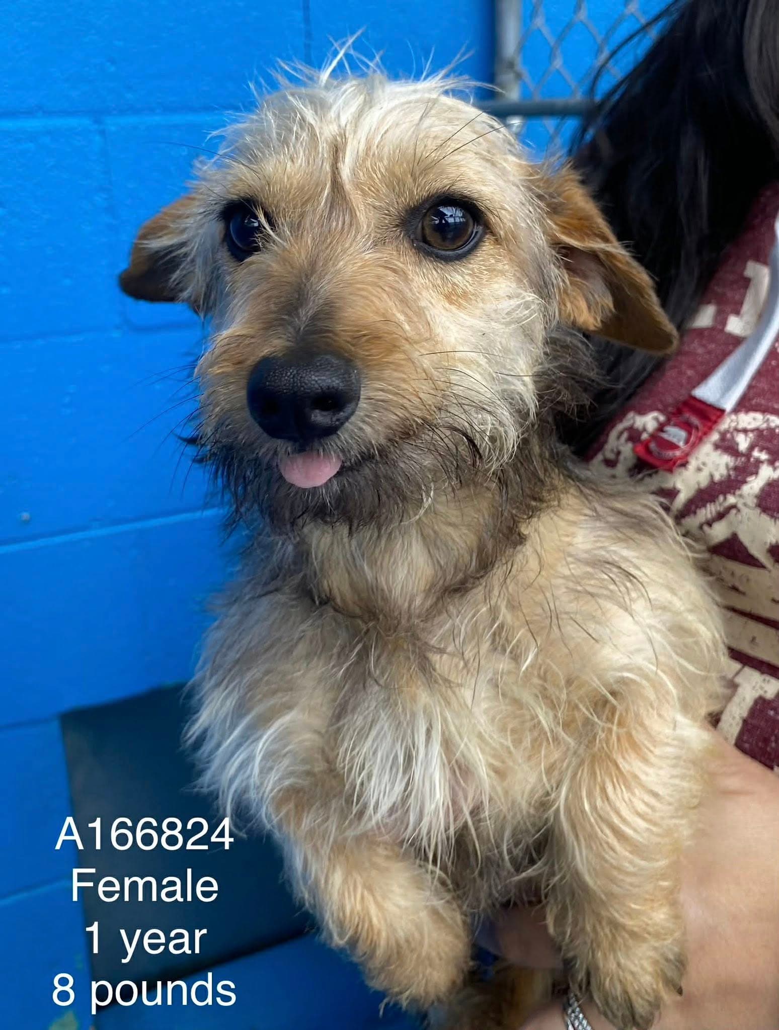Fringe - Dachshund Mix available for adoption in Calgary