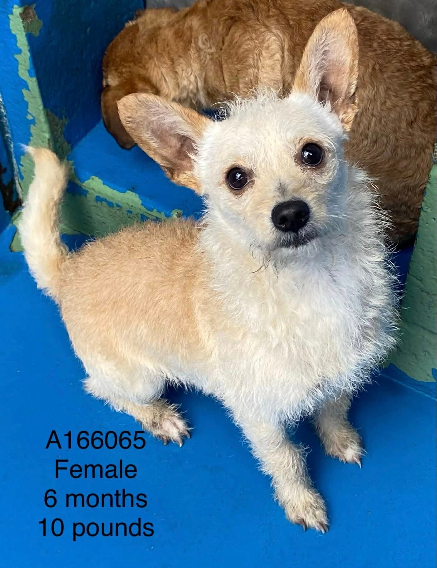 Bandana - Terrier Mix available for adoption in Calgary