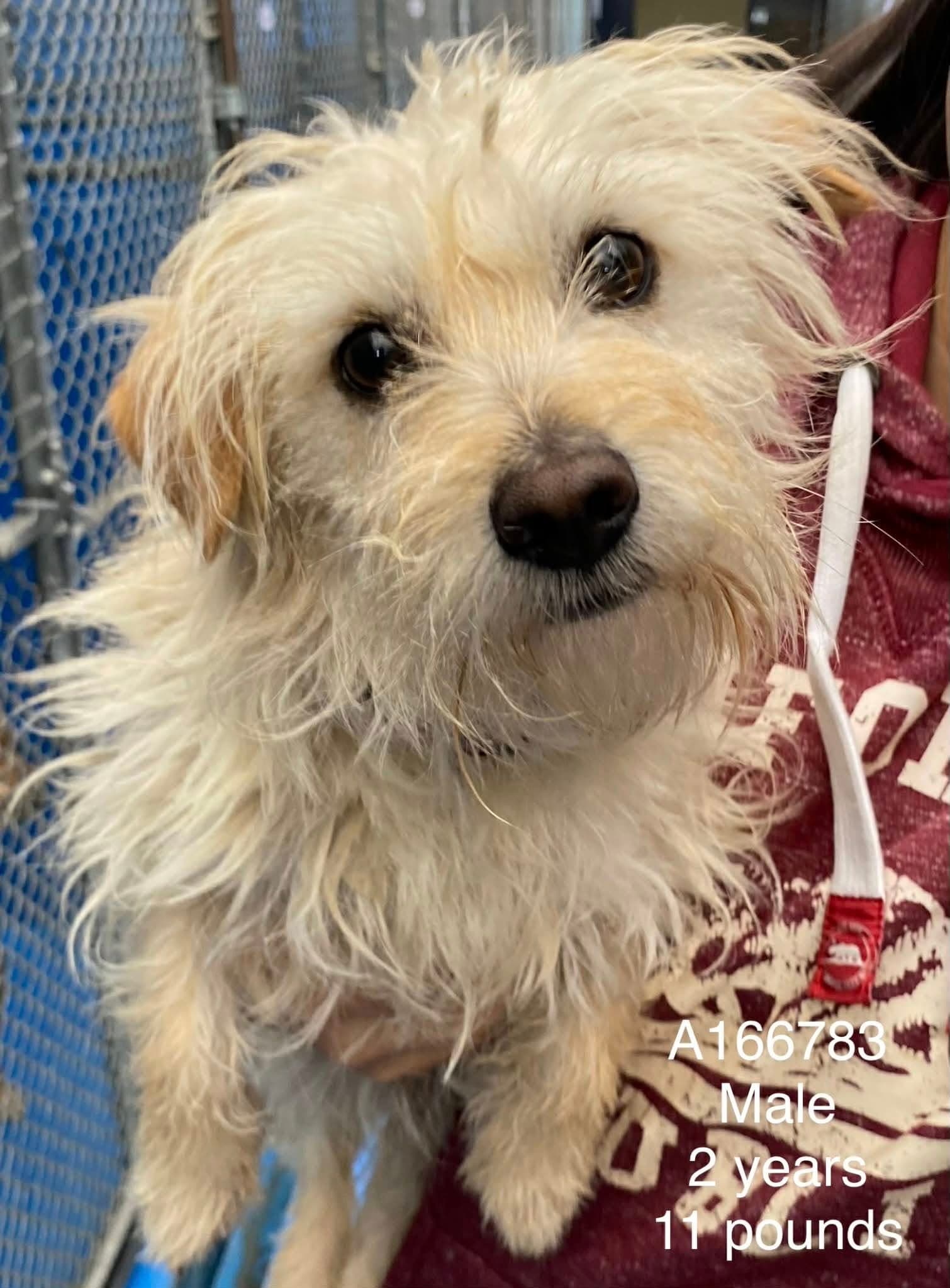 Carter - Maltese Mix available for adoption in Calgary