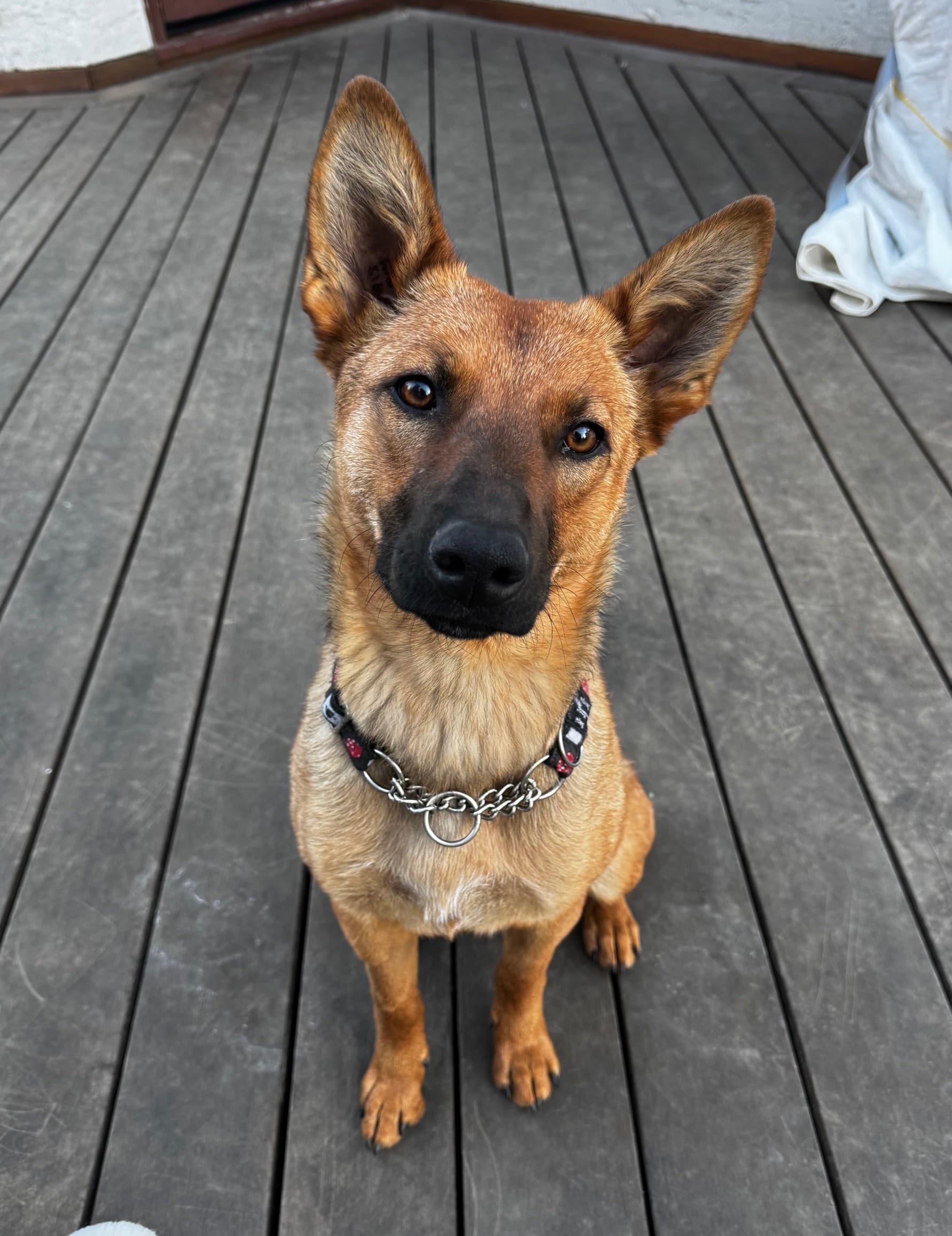 Marigold - Mixed available for adoption in Calgary