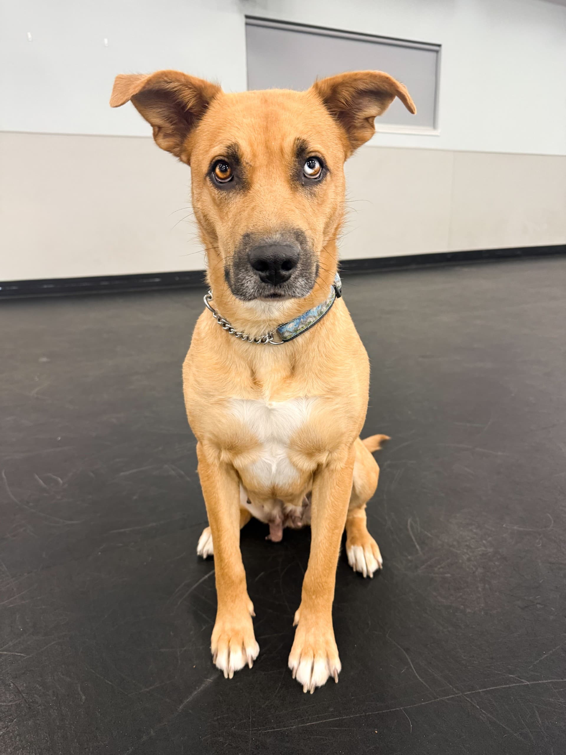 Barb - Mixed available for adoption in Calgary