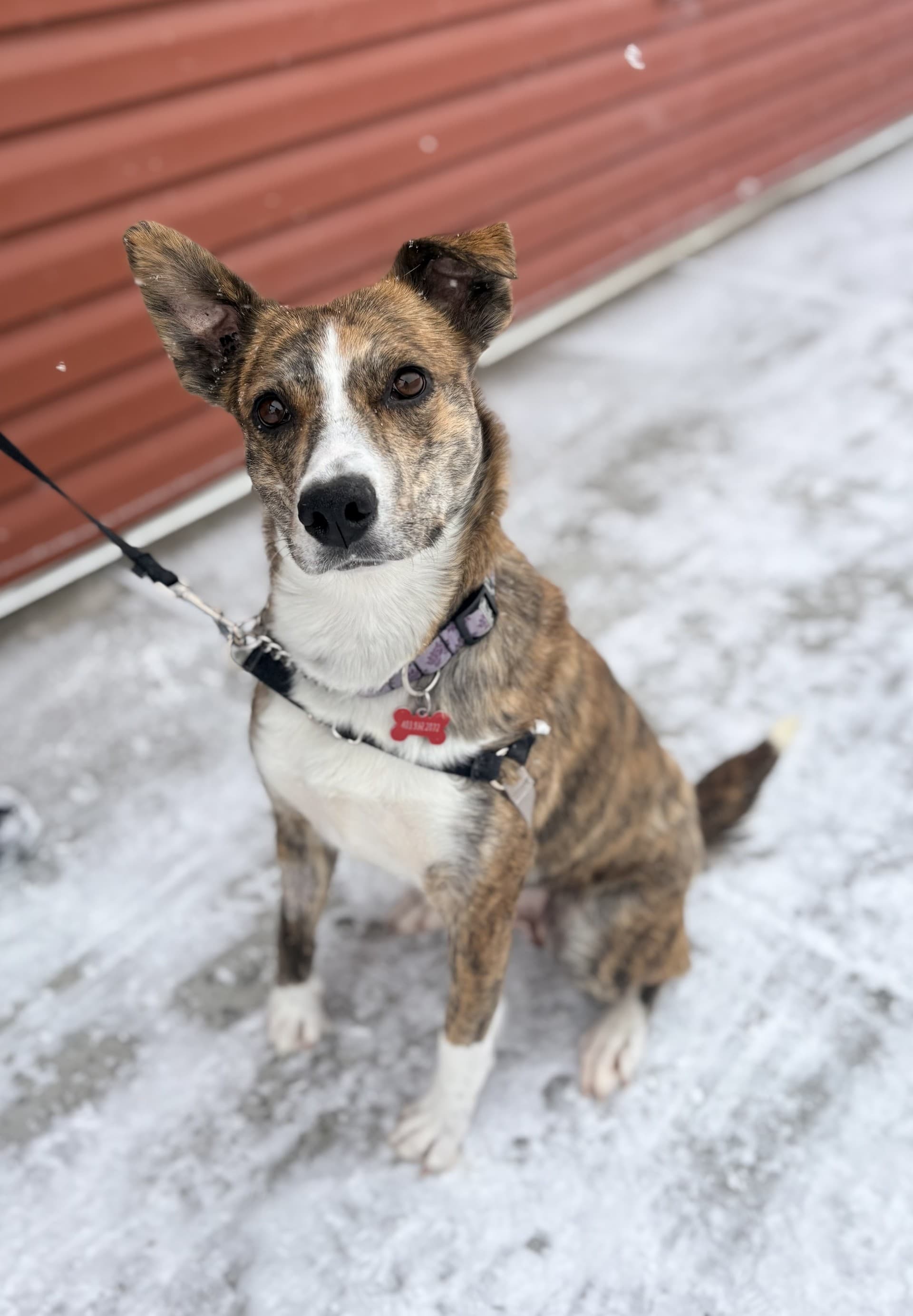 Lily - Mixed available for adoption in Calgary