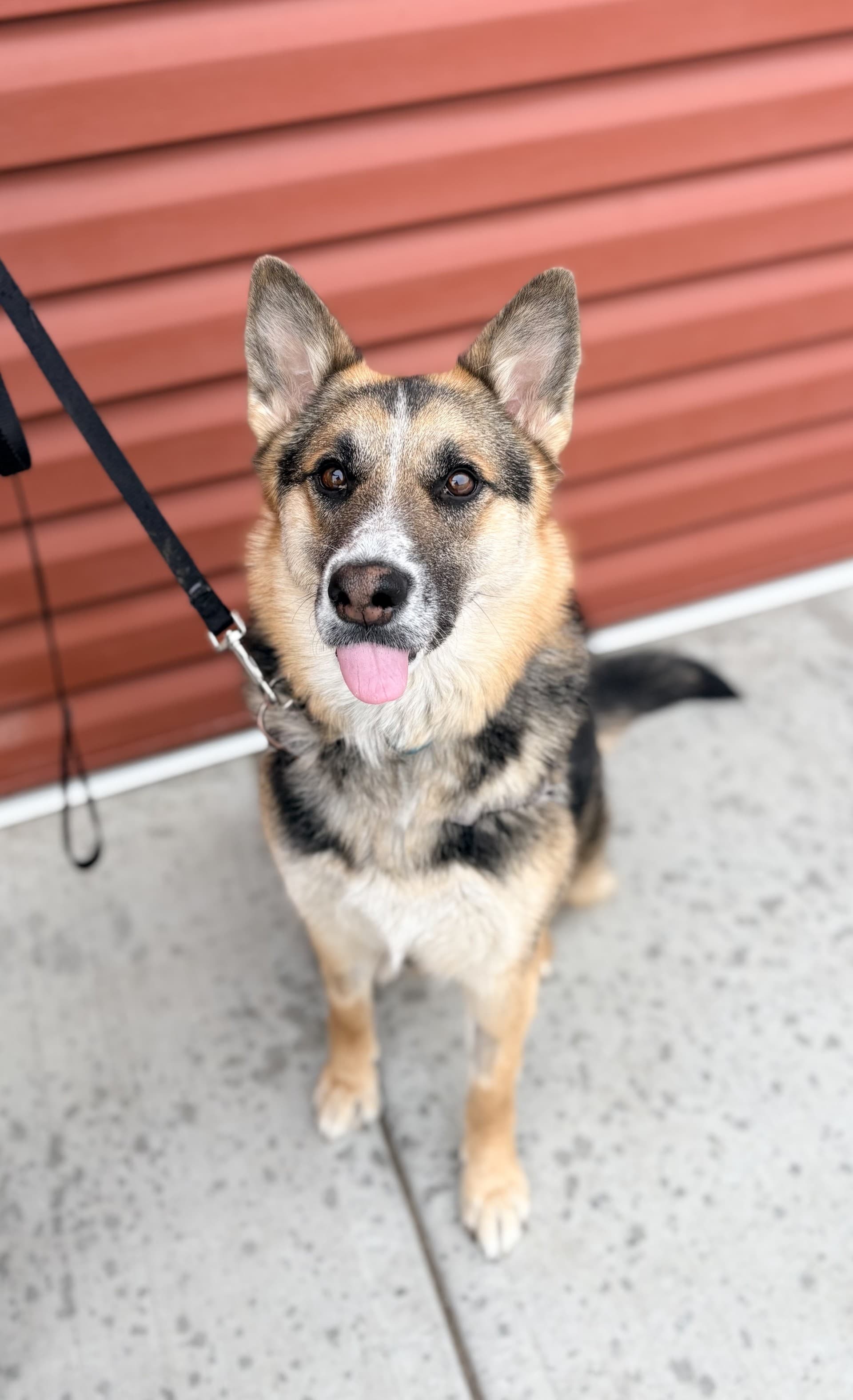 DJ - Mixed available for adoption in Calgary