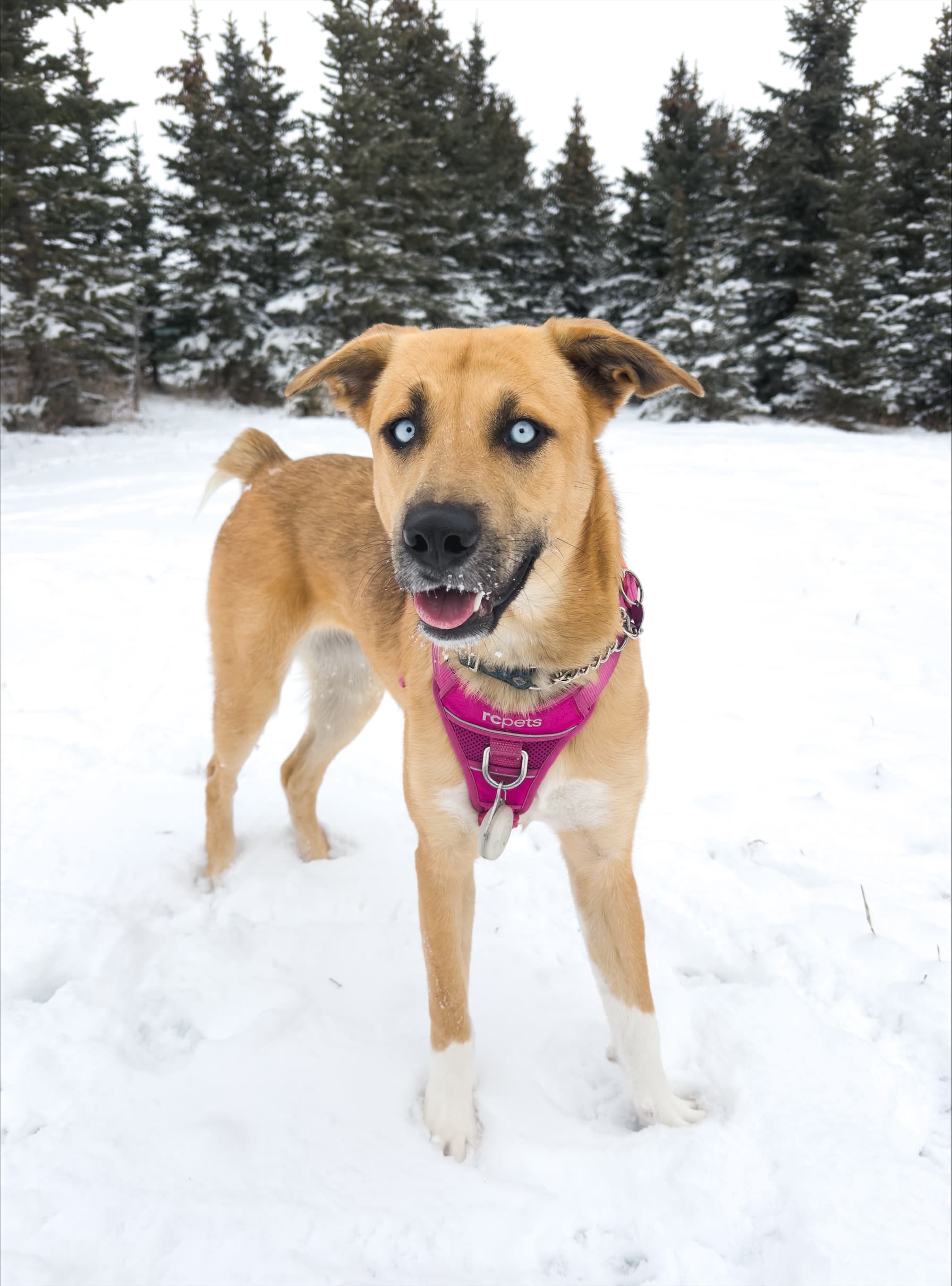 Katana - Mixed available for adoption in Calgary