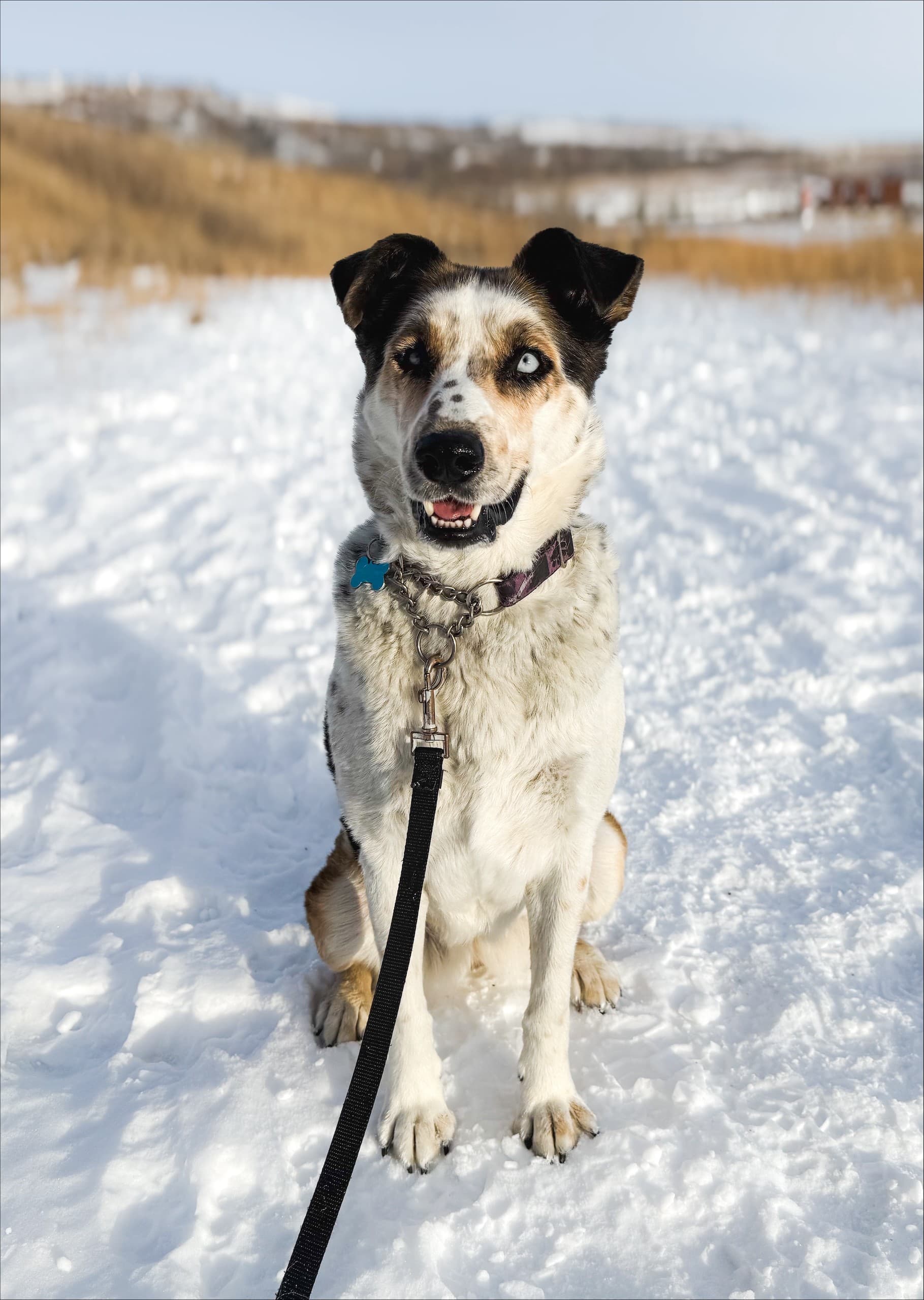 Jupiter - Mixed available for adoption in Calgary