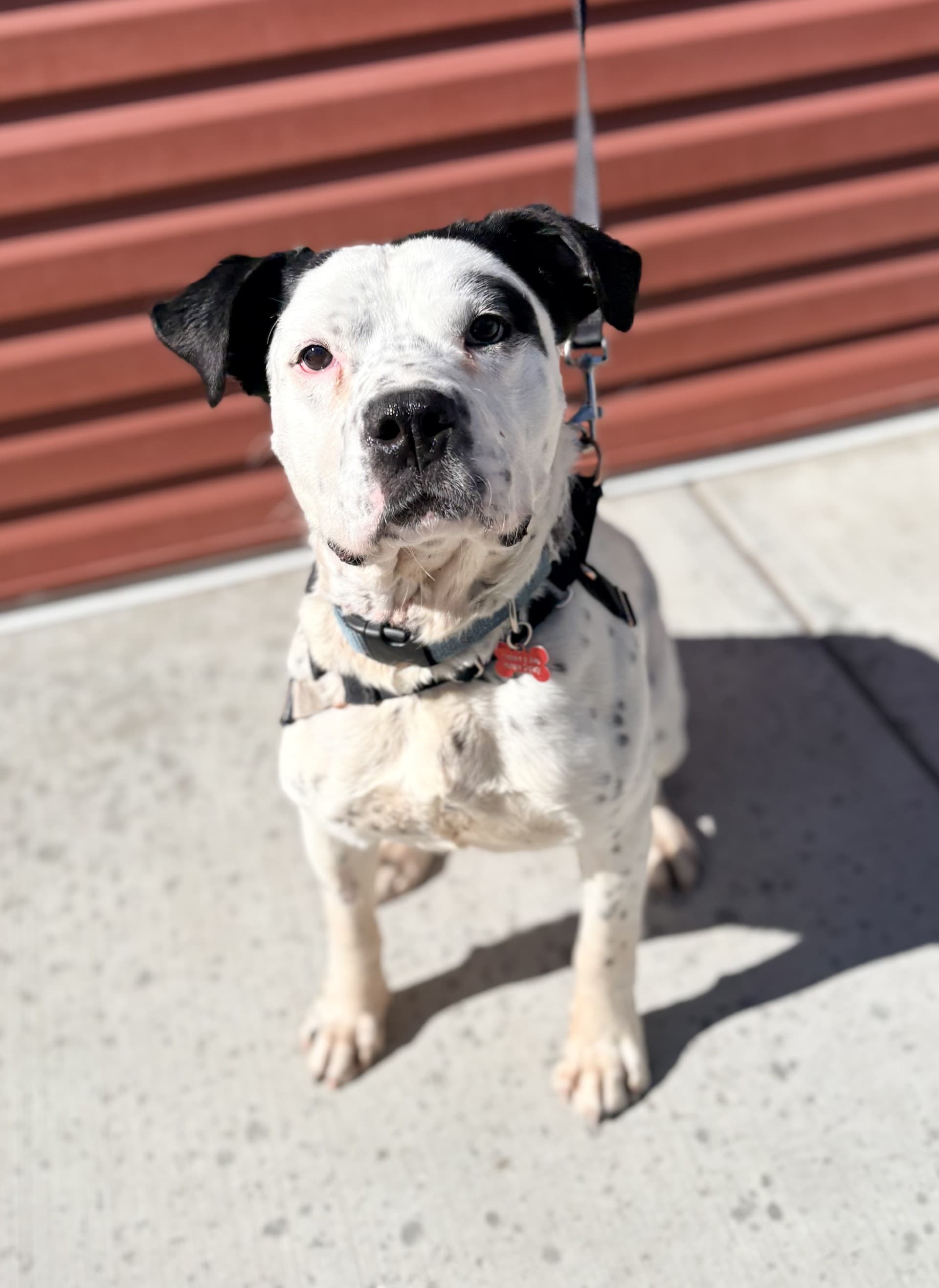 Kitalo - Mixed available for adoption in Calgary