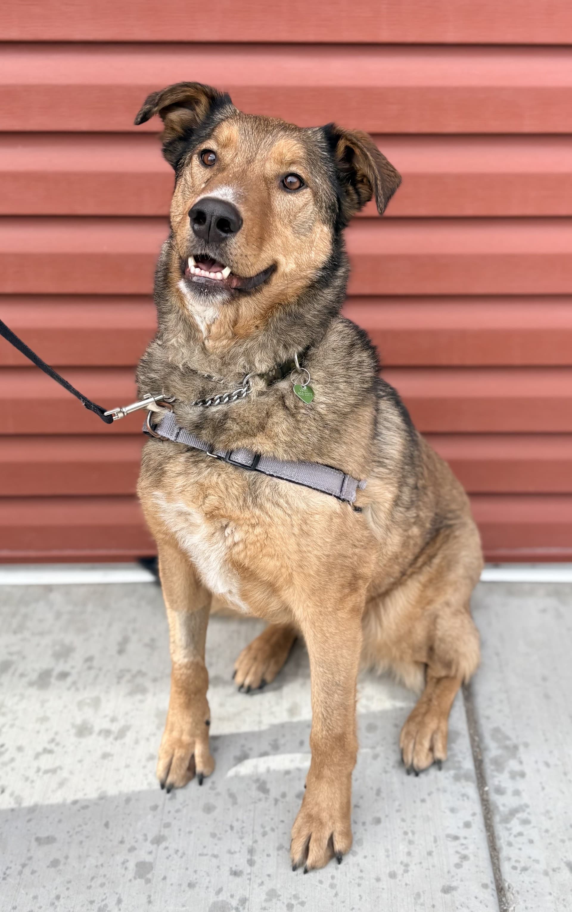Bear - Mixed available for adoption in Calgary