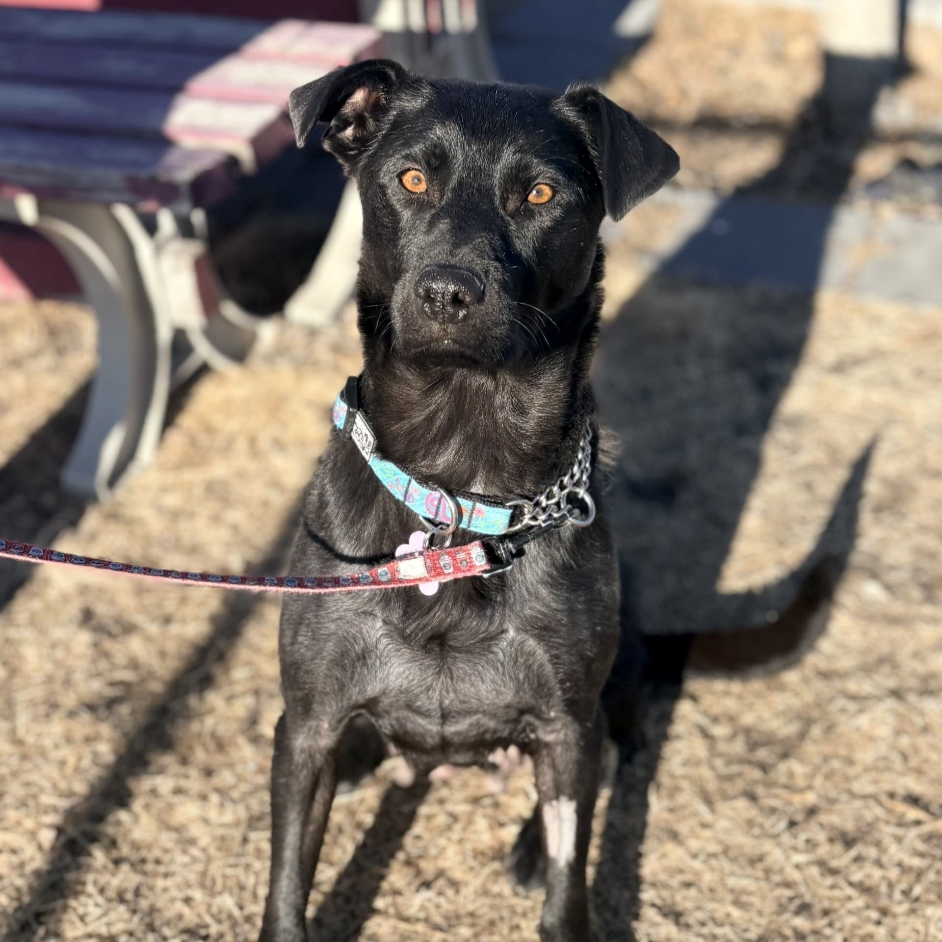 Maeve - Mixed available for adoption in Calgary