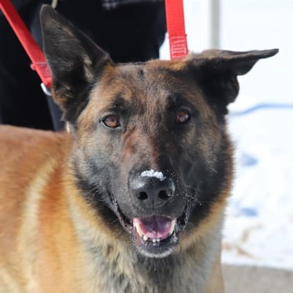 Traeger - German Shepherd/Mix available for adoption in Calgary