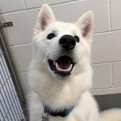 Bumbleberry - Alaskan Husky/Mix available for adoption in Calgary