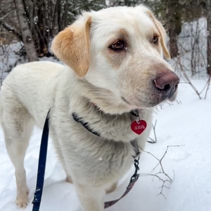 Nellie - Great Pyrenees/Border Collie available for adoption in Calgary
