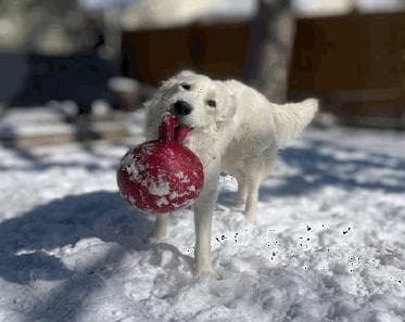 Krypto - Great Pyrenees/Mix available for adoption in Calgary
