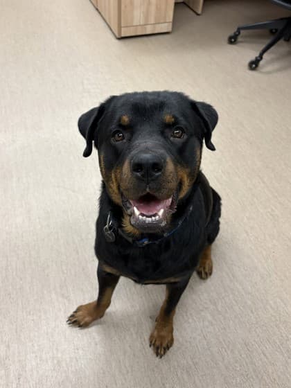 Zoya - Rottweiler available for adoption in Calgary