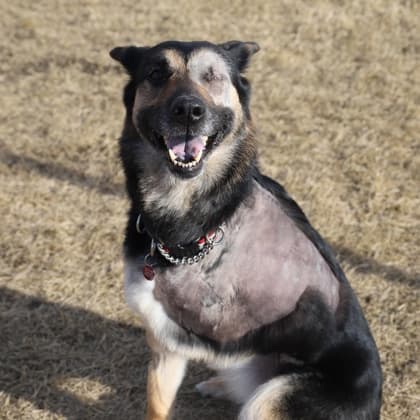 Aponi - Shepherd/Mix available for adoption in Calgary