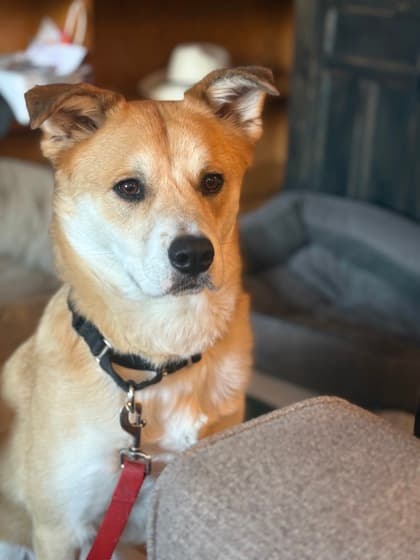 Meet
            Kenji - Mixed Breed, Large (over 44 lbs fully grown)/Mix available for adoption in Calgary