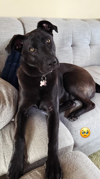 Meet
            Lola - Mixed Breed, Medium (up to 44 lbs fully grown)/Mix available for adoption in Calgary