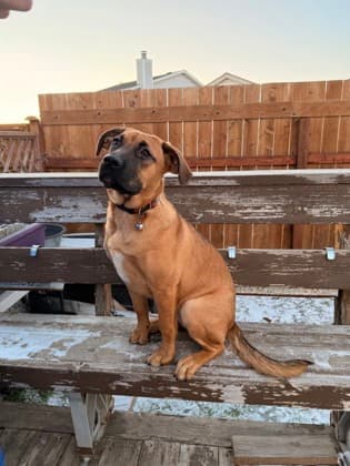 Meet
            Cara - Mixed Breed, Large (over 44 lbs fully grown)/Mix available for adoption in Calgary