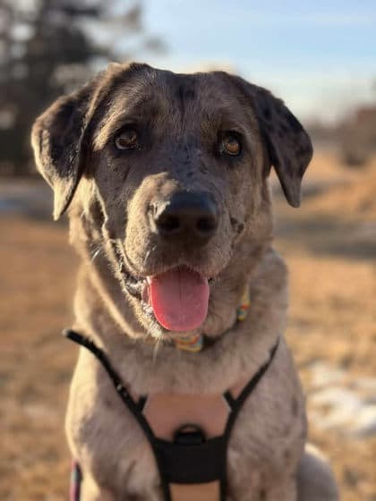Meet
            Hazel - Catahoula Leopard dog/Mix available for adoption in Calgary