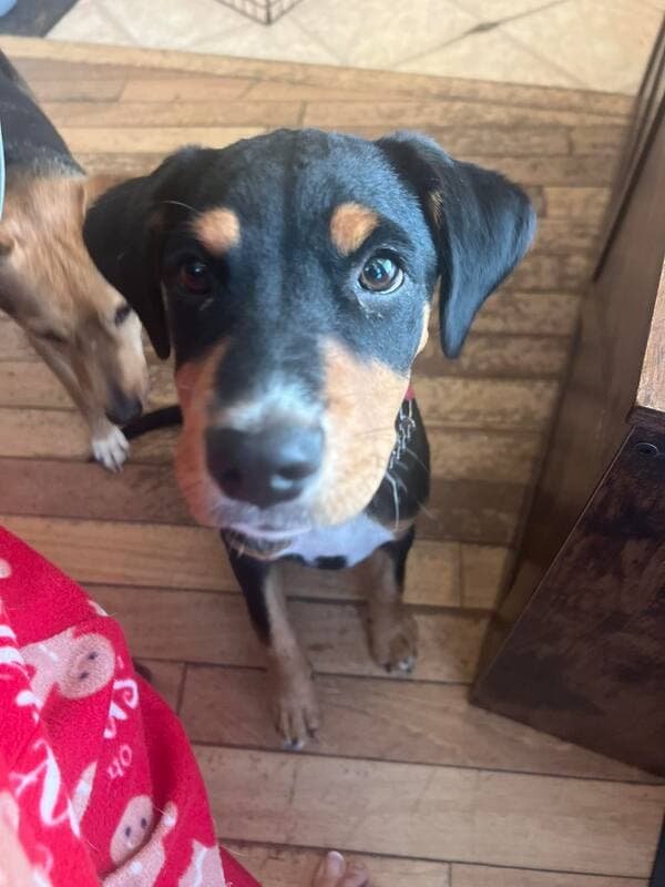 Kiya - Rottweiler and Italian Greyhound Mix available for adoption in Calgary