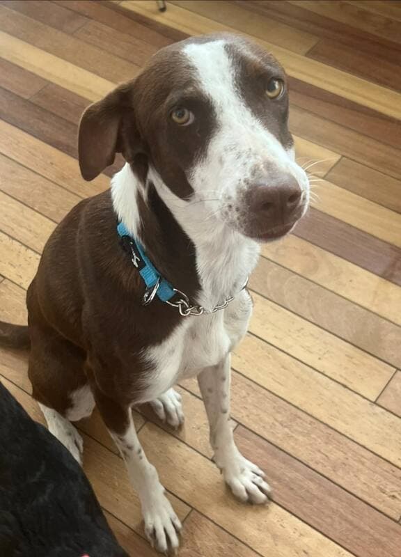 Sully - Greyhound mix available for adoption in Calgary