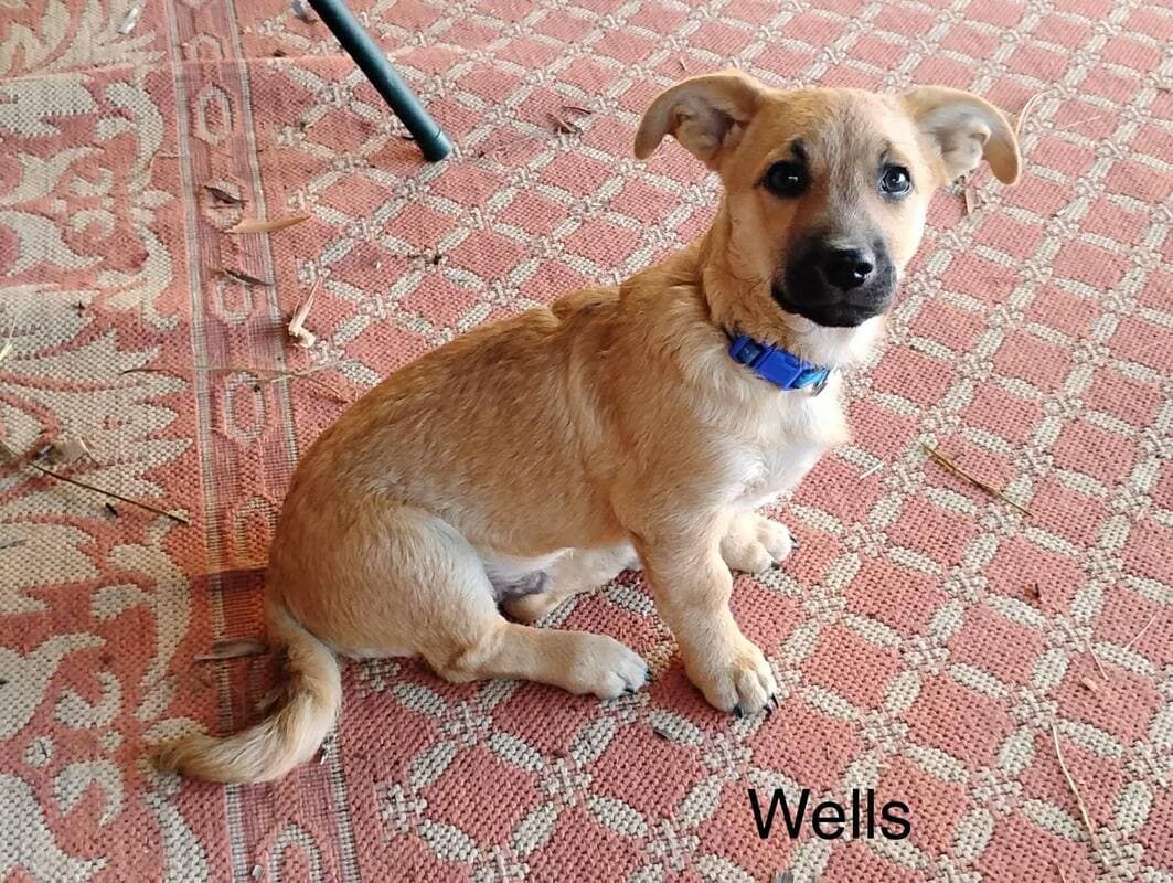 Willis - Terrier Chihuahua mix available for adoption in Calgary