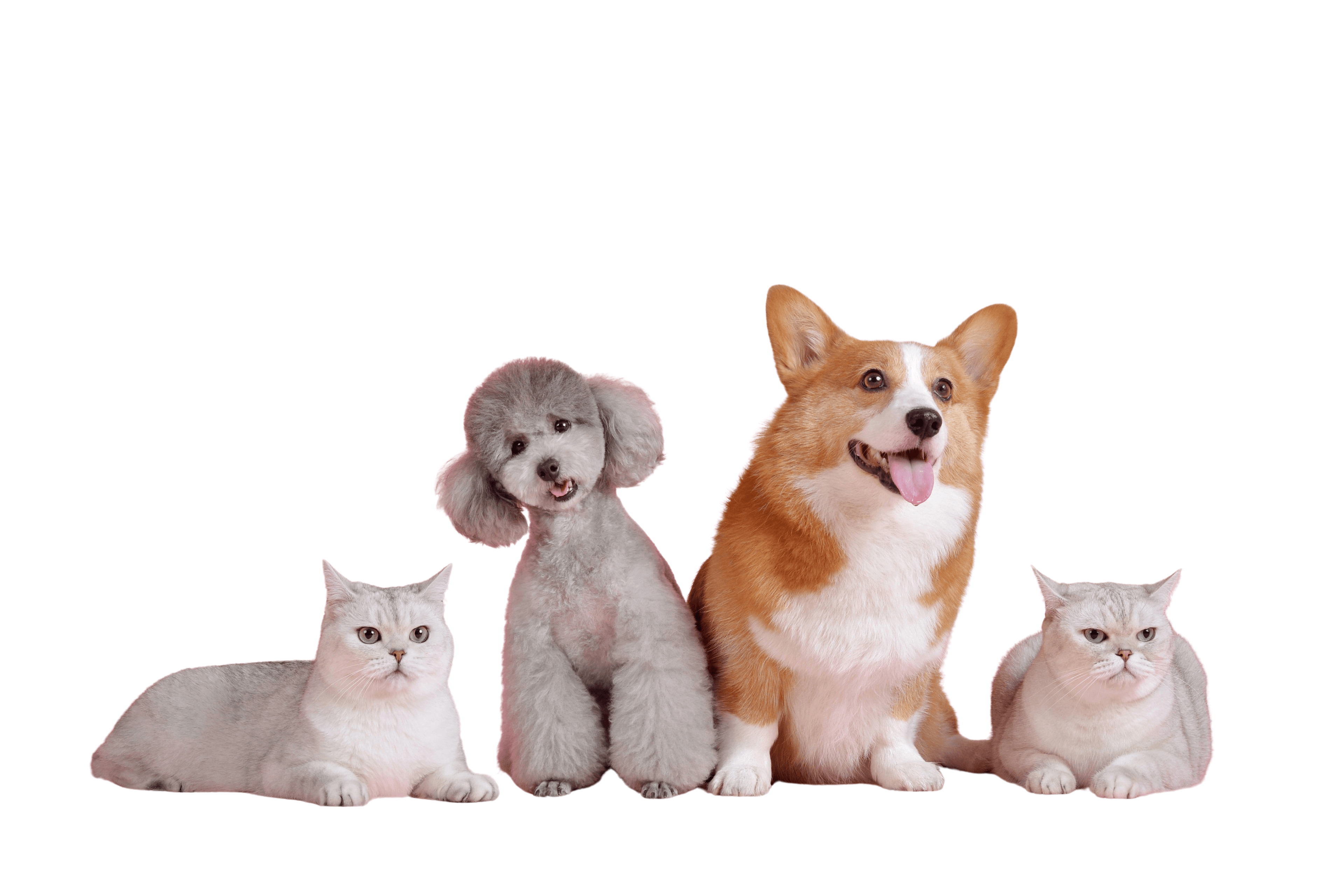 Adoptable rescue dogs in Calgary Alberta - PawFinder