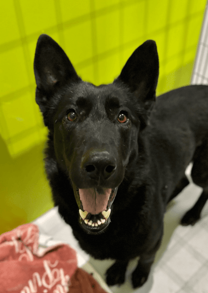 BO - German Shepherd Mixed available for adoption in Calgary