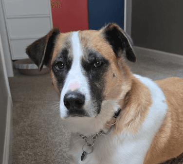 LATTE - Australian Cattle Dog Mixed available for adoption