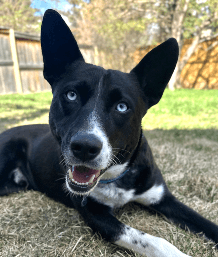 JONAS - Border Collie Mixed available for adoption