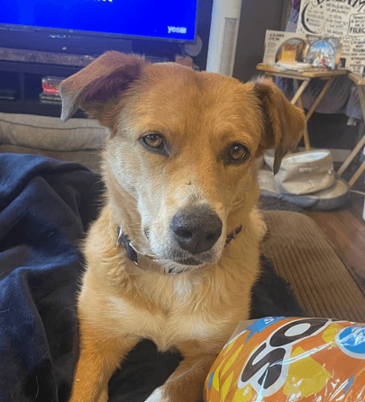 MARINARA - Labrador Retriever Mixed available for adoption