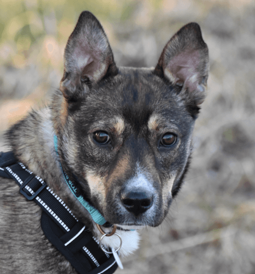 RAYSSA - German Shepherd Mixed available for adoption