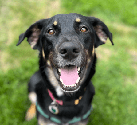 CHUCK - German Shepherd mixed available for adoption