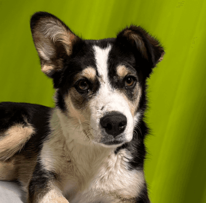 MILES - Australian Cattle Dog Mixed available for adoption