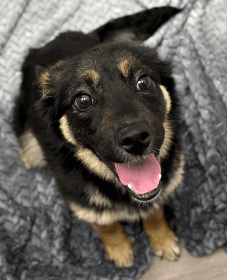 ABIGAIL - Shepherd Mixed available for adoption in Calgary