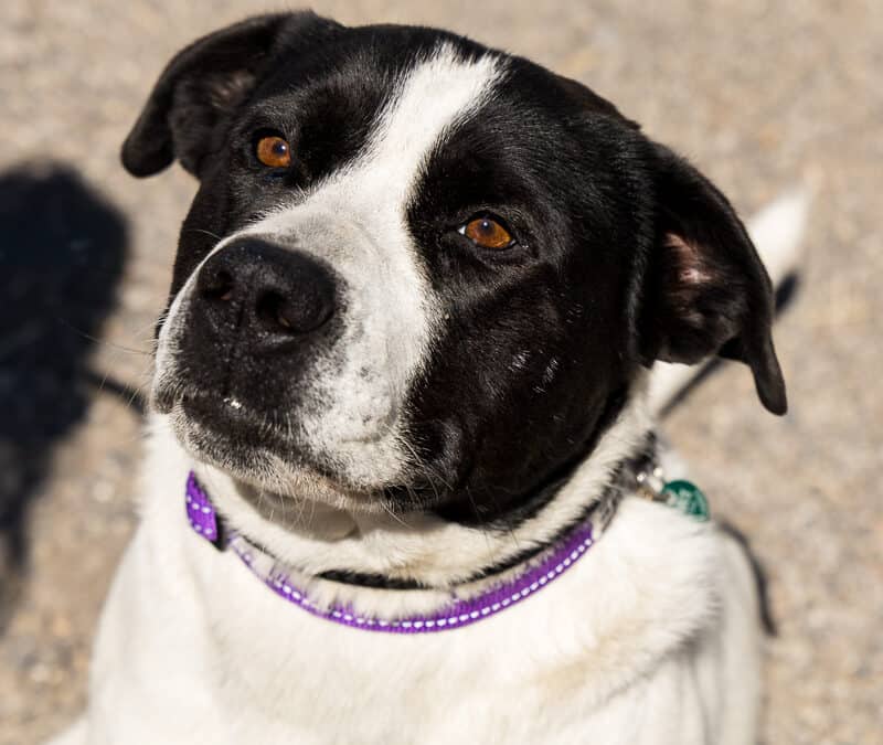 DAIRY - Terrier, American Pit Bull Mixed available for adoption