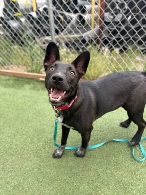 RIPLEY - Shepherd Mixed available for adoption